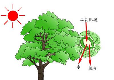 涨见识：砍伐木材却是有助于保护森林，减少二氧化碳