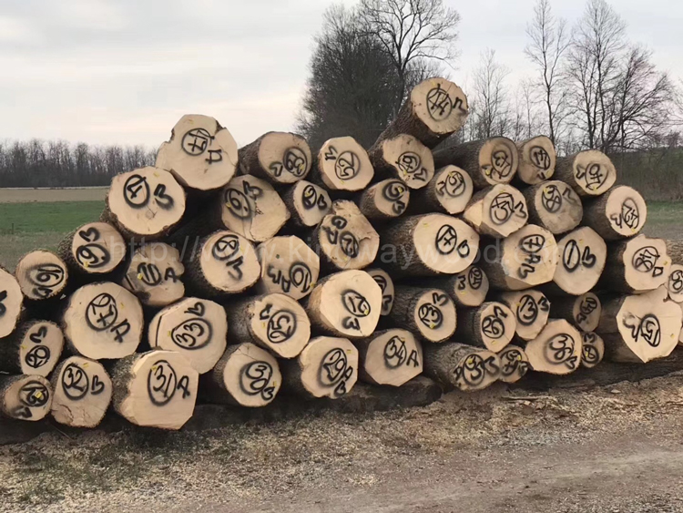 【一周新供货】金威木业进口欧洲榉木/红橡木/白橡木毛边板材，塞尔维亚白蜡原木。欢迎来电咨询！