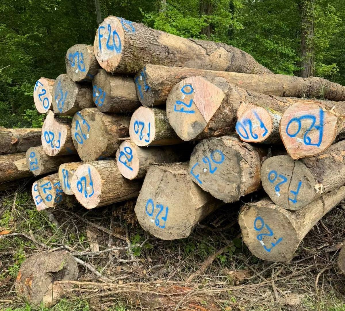 中国：原木进口量下降|尽管房地产市场反弹  德国木材行业的前景依然黯淡