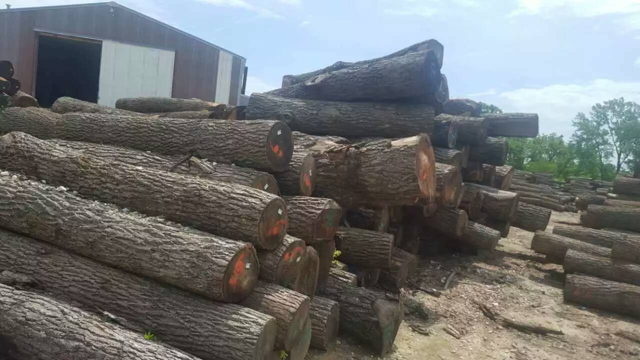 木材价格涨涨涨！木材商却笑不起来..